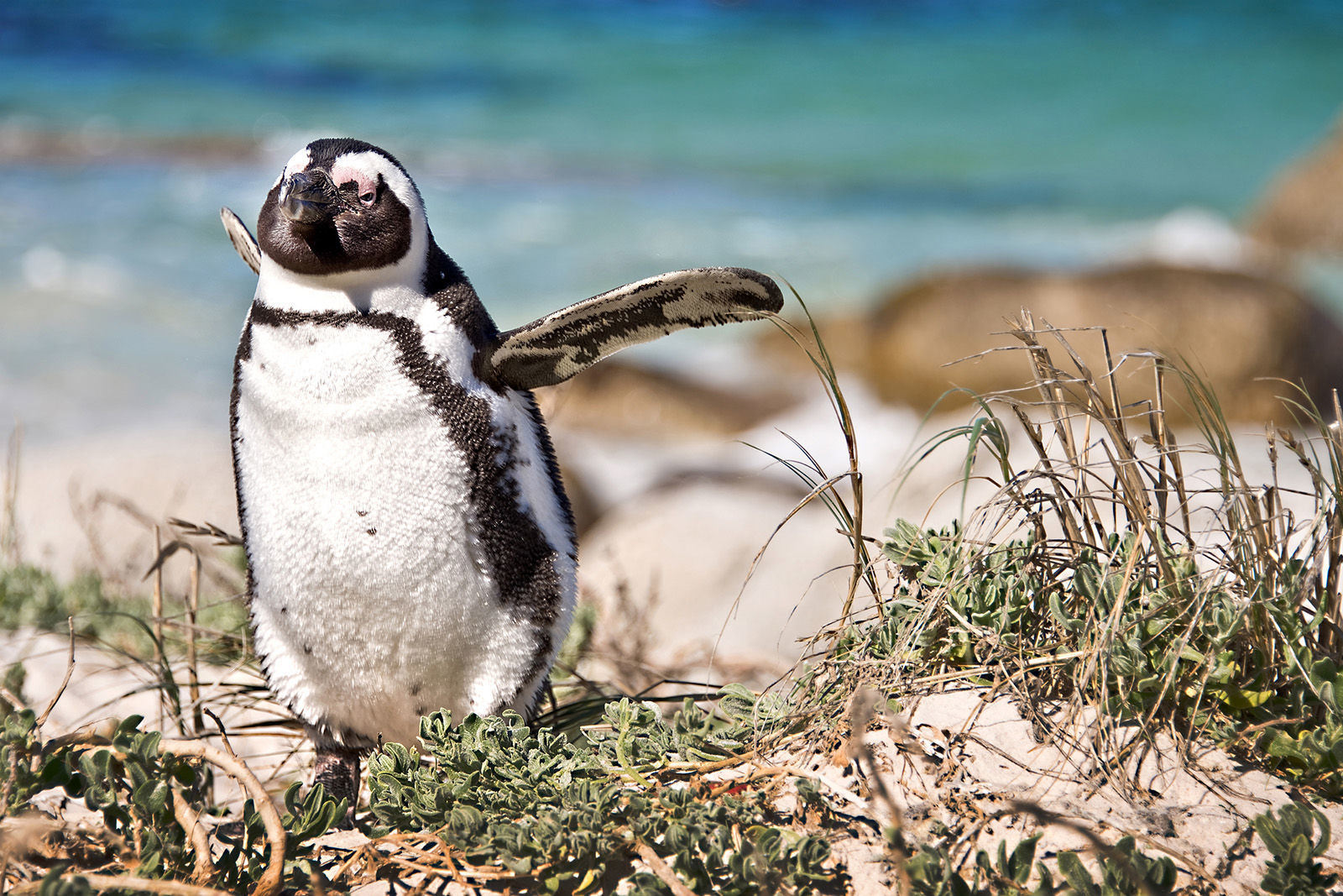 African penguin